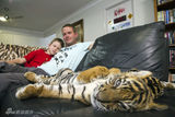 组图：猛虎与人同居拍纪录片 幼虎憨态萌翻