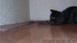 秒娱连珠：猫和老鼠是真爱！童话里都是骗人的
