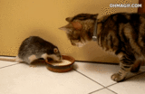 秒娱连珠：猫和老鼠是真爱！童话里都是骗人的