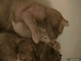 秒娱连珠：猫和老鼠是真爱！童话里都是骗人的