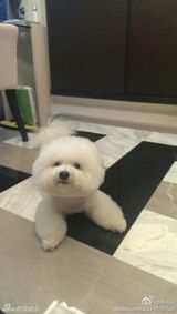 组图：蔡依林微博三宝 钢管屋虎做蛋糕