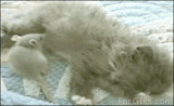 秒娱连珠：猫和老鼠是真爱！童话里都是骗人的