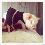 组图：超萌小猪走红网络 百变造型进军时尚界