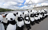 组图：108人扮熊猫伦敦广场表演太极