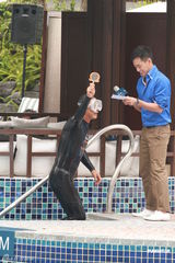 组图：任达华携名模助阵名表 穿潜水衣亮相秀身材