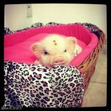 组图：超萌小猪走红网络 百变造型进军时尚界