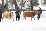 组图：帕丁森雪地拍新戏 穿棉袄变身“放牛娃”