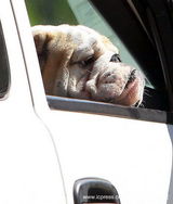 高清组图：布拉德-皮特爱犬堪比世界最忧郁狗狗