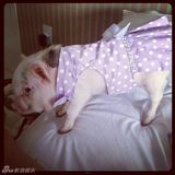 组图：超萌小猪走红网络 百变造型进军时尚界