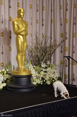 高清组图：奥斯卡后台获奖众星举金人光彩照人