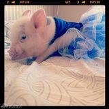 组图：超萌小猪走红网络 百变造型进军时尚界