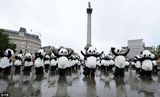 组图：108人扮熊猫伦敦广场表演太极