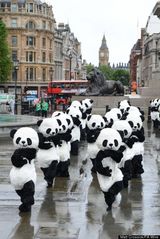 组图：108人扮熊猫伦敦广场表演太极