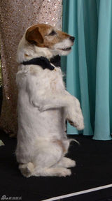 高清组图：奥斯卡后台获奖众星举金人光彩照人