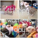 组图：超萌小猪走红网络 百变造型进军时尚界