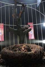 高清组图：麦莉-赛勒斯拍新歌MV 孔雀战衣华丽