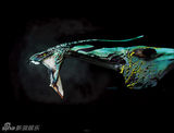 幻灯图集：《阿凡达》概念艺术设计欣赏