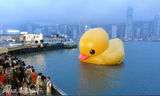 组图：香港大黄鸭漏气无奈卧倒趴水中