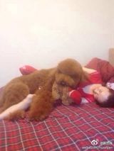 组图：霍思燕杜江秀爱犬合照 爱心满溢