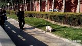 组图：宠物猪在天安门溜达啃草 警察已控制局面