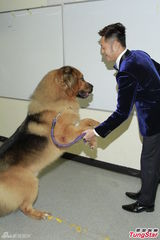 组图：苏志威秀驯烈犬功夫 高海宁走乖巧风