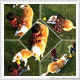 组图：微镜头下的小小志 呆萌可爱完胜童颜老爸