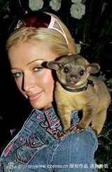 幻灯图集：帕丽斯-希尔顿与宠物狗形影不离